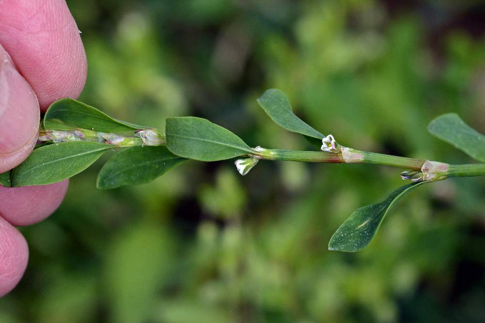 Polygonum aviculare ?